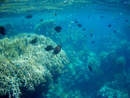 Beautiful tropical fish and coral reef near Utopia beach, Marsa Alam, Egyptの写真素材