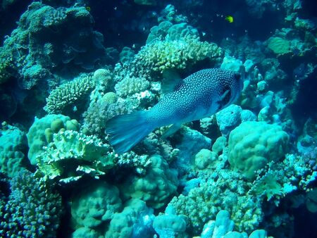 Beautiful tropical fish and coral reef near Utopia beach, Marsa Alam, Egyptの写真素材