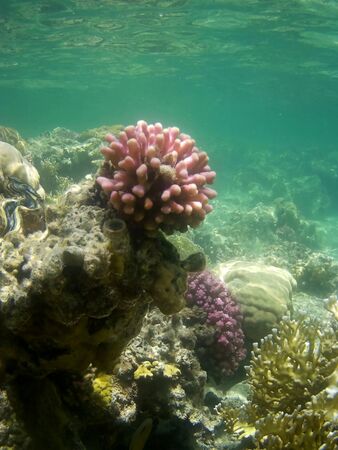 Beautiful tropical fish and coral reef near Utopia beach, Marsa Alam, Egyptの写真素材