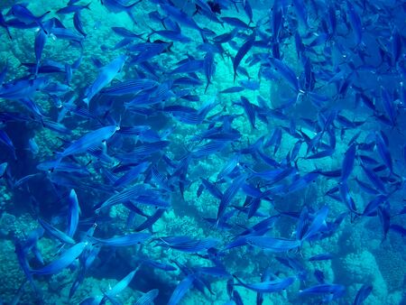 Beautiful tropical fish and coral reef near Utopia beach, Marsa Alam, Egyptの写真素材