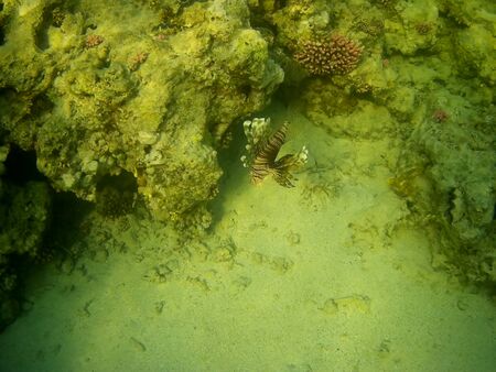 Beautiful tropical fish and coral reef near Utopia beach, Marsa Alam, Egyptの写真素材