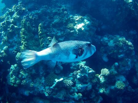 Beautiful tropical fish and coral reef near Utopia beach, Marsa Alam, Egyptの写真素材