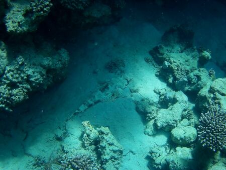 Beautiful tropical fish and coral reef near Utopia beach, Marsa Alam, Egyptの写真素材