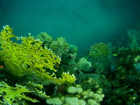 Beautiful tropical fish and coral reef near Utopia beach, Marsa Alam, Egyptの写真素材