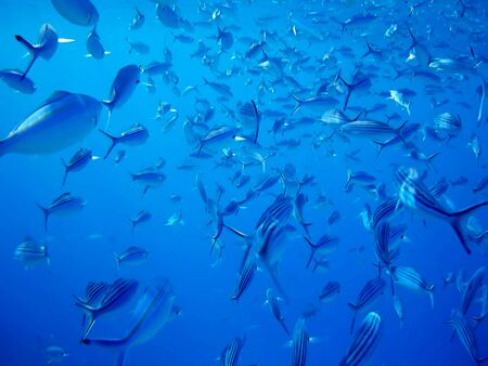 Beautiful tropical fish and coral reef near Utopia beach, Marsa Alam, Egyptの写真素材