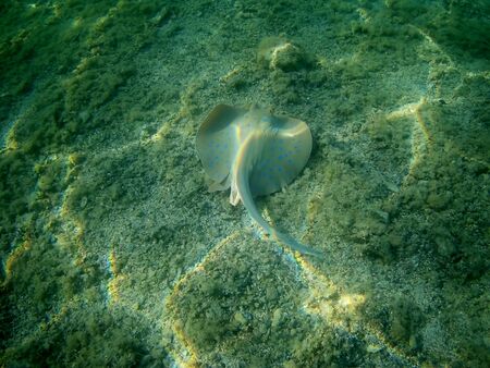 Beautiful tropical fish and coral reef near Utopia beach, Marsa Alam, Egyptの写真素材
