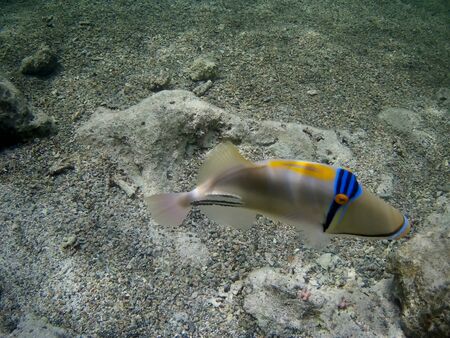 Beautiful tropical fish and coral reef near Utopia beach, Marsa Alam, Egyptの写真素材