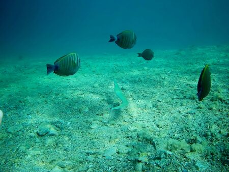 Beautiful tropical fish and coral reef near Utopia beach, Marsa Alam, Egyptの写真素材