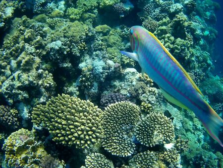 Beautiful tropical fish and coral reef near Utopia beach, Marsa Alam, Egyptの写真素材