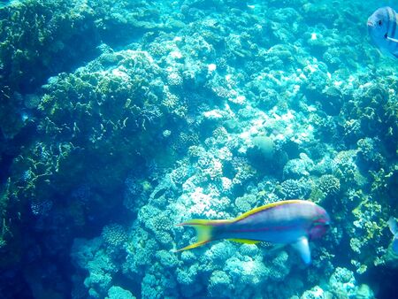 Beautiful tropical fish and coral reef near Utopia beach, Marsa Alam, Egyptの写真素材