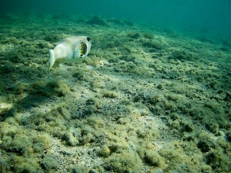 Beautiful tropical fish and coral reef near Utopia beach, Marsa Alam, Egyptの写真素材