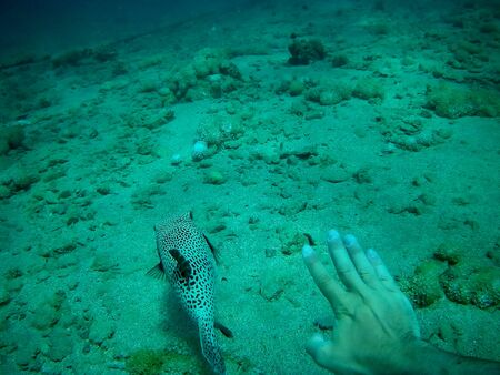 Beautiful tropical fish and coral reef near Utopia beach, Marsa Alam, Egyptの写真素材