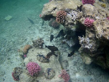Beautiful tropical fish and coral reef near Utopia beach, Marsa Alam, Egyptの写真素材