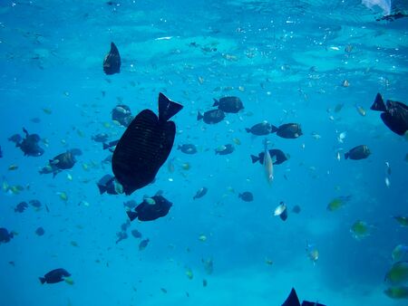 Beautiful tropical fish and coral reef near Utopia beach, Marsa Alam, Egyptの写真素材