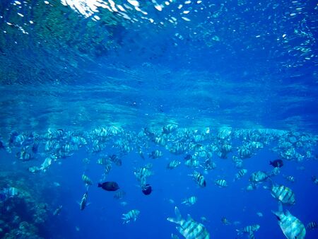 Beautiful tropical fish and coral reef near Utopia beach, Marsa Alam, Egyptの写真素材