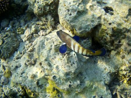 Beautiful tropical fish and coral reef near Utopia beach, Marsa Alam, Egyptの写真素材