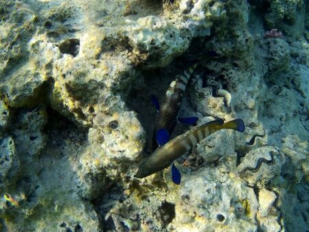 Beautiful tropical fish and coral reef near Utopia beach, Marsa Alam, Egyptの写真素材
