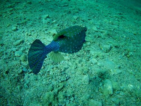 Beautiful tropical fish and coral reef near Utopia beach, Marsa Alam, Egyptの写真素材