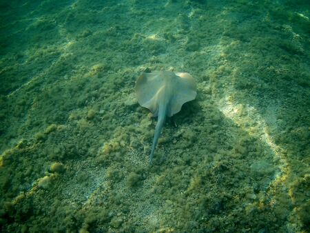 Beautiful tropical fish and coral reef near Utopia beach, Marsa Alam, Egyptの写真素材