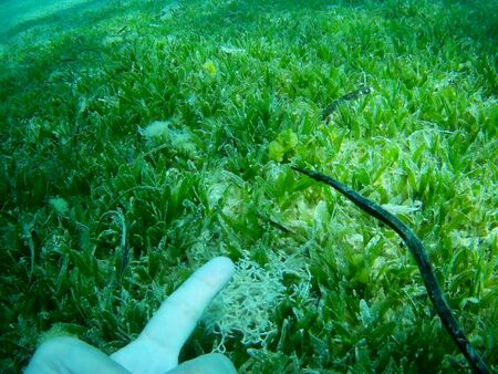 Beautiful tropical fish and coral reef near Utopia beach, Marsa Alam, Egyptの写真素材