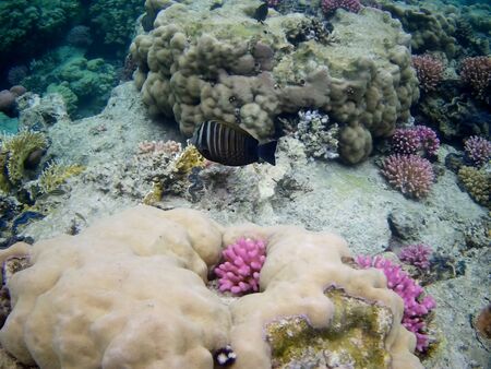 Beautiful tropical fish and coral reef near Utopia beach, Marsa Alam, Egyptの写真素材