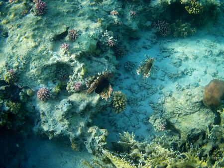 Beautiful tropical fish and coral reef near Utopia beach, Marsa Alam, Egyptの写真素材