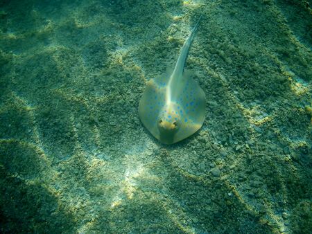 Beautiful tropical fish and coral reef near Utopia beach, Marsa Alam, Egyptの写真素材