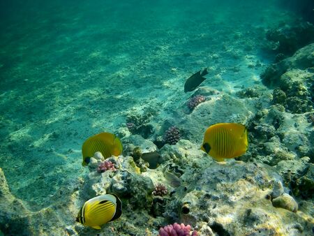 Beautiful tropical fish and coral reef near Utopia beach, Marsa Alam, Egyptの写真素材