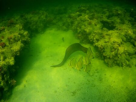 Beautiful tropical fish and coral reef near Utopia beach, Marsa Alam, Egyptの写真素材