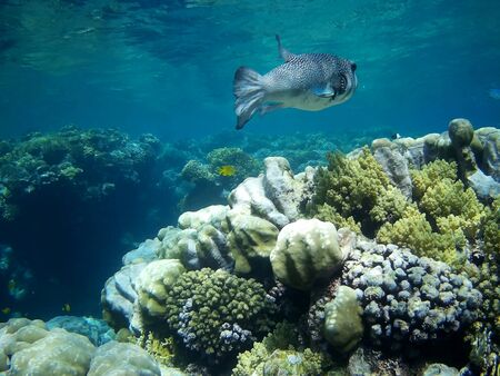 Beautiful tropical fish and coral reef near Utopia beach, Marsa Alam, Egyptの写真素材