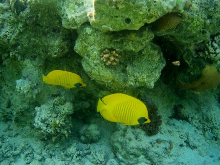 Beautiful tropical fish and coral reef near Utopia beach, Marsa Alam, Egyptの写真素材