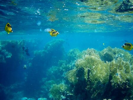 Beautiful tropical fish and coral reef near Utopia beach, Marsa Alam, Egyptの写真素材