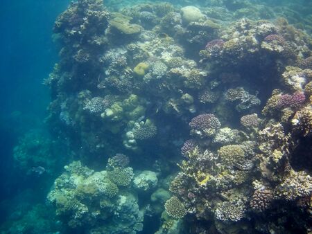 Beautiful tropical fish and coral reef near Utopia beach, Marsa Alam, Egyptの写真素材