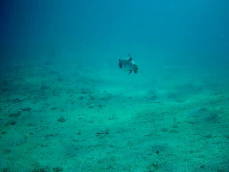 Beautiful tropical fish and coral reef near Utopia beach, Marsa Alam, Egyptの写真素材