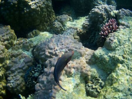 Beautiful tropical fish and coral reef near Utopia beach, Marsa Alam, Egyptの写真素材