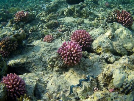 Beautiful tropical fish and coral reef near Utopia beach, Marsa Alam, Egyptの写真素材
