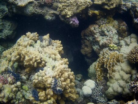 Beautiful tropical fish and coral reef near Utopia beach, Marsa Alam, Egyptの写真素材