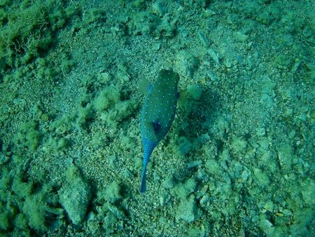Beautiful tropical fish and coral reef near Utopia beach, Marsa Alam, Egyptの写真素材