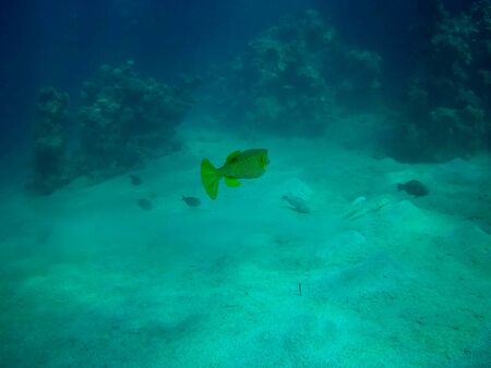Beautiful tropical fish and coral reef near Utopia beach, Marsa Alam, Egyptの写真素材