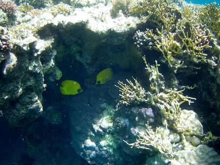 Beautiful tropical fish and coral reef near Utopia beach, Marsa Alam, Egyptの写真素材