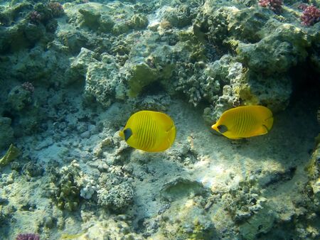 Beautiful tropical fish and coral reef near Utopia beach, Marsa Alam, Egyptの写真素材