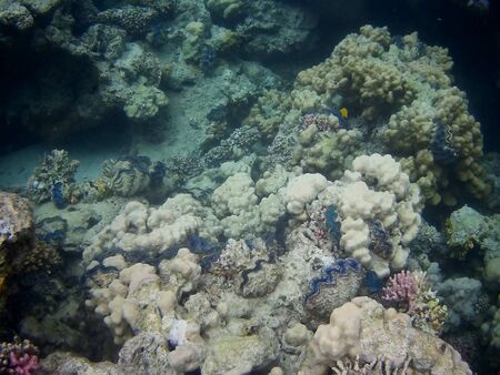 Beautiful tropical fish and coral reef near Utopia beach, Marsa Alam, Egyptの写真素材