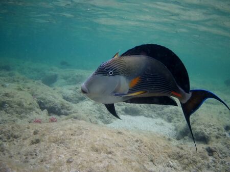 Beautiful tropical fish and coral reef near Utopia beach, Marsa Alam, Egyptの写真素材