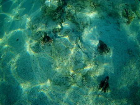 Beautiful tropical fish and coral reef near Utopia beach, Marsa Alam, Egyptの写真素材