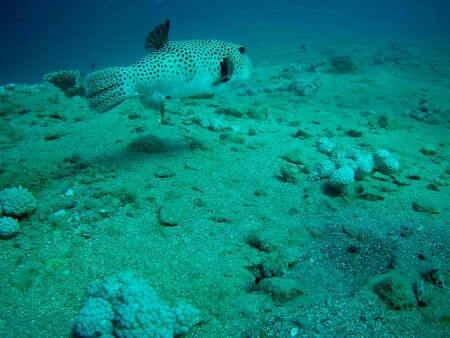 Beautiful tropical fish and coral reef near Utopia beach, Marsa Alam, Egyptの写真素材