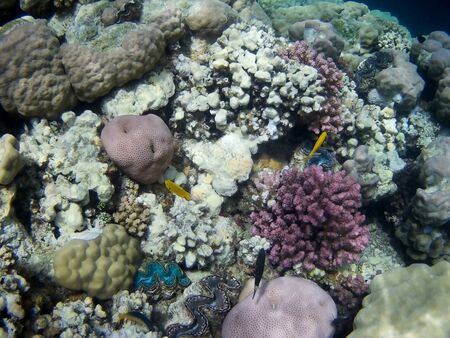 Beautiful tropical fish and coral reef near Utopia beach, Marsa Alam, Egyptの写真素材