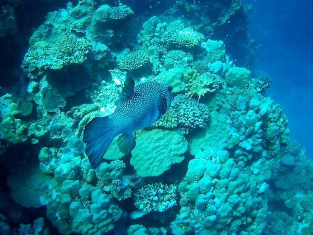 Beautiful tropical fish and coral reef near Utopia beach, Marsa Alam, Egyptの写真素材