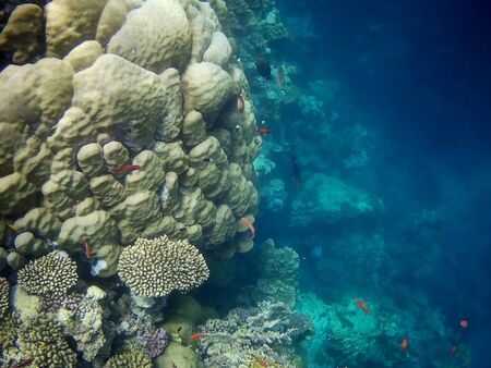 Beautiful tropical fish and coral reef near Utopia beach, Marsa Alam, Egyptの写真素材