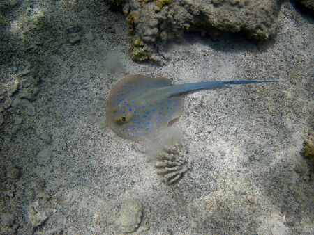 Beautiful tropical fish and coral reef near Utopia beach, Marsa Alam, Egyptの写真素材