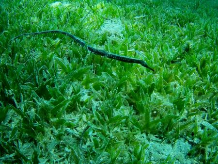 Beautiful tropical fish and coral reef near Utopia beach, Marsa Alam, Egyptの写真素材